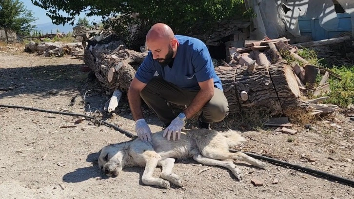 Amasya’da köpeğini kamyonete bağlayıp sürükleyen şüpheliye 1500 lira ceza