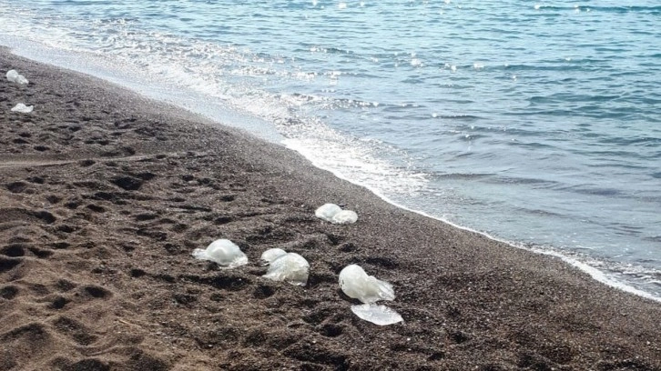 Antalya'da yüzlerce denizanası kıyıya vurdu