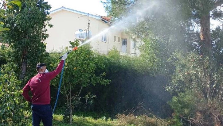 Beyarmudu Belediyesi'nden çam kese böceğiyle biyolojik mücadele