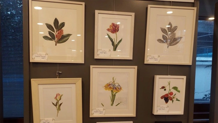 Bilimsel bitki illüstrasyon eserlerinden oluşan 'Kış Güneşi Çiçekleri' sergisi açıldı