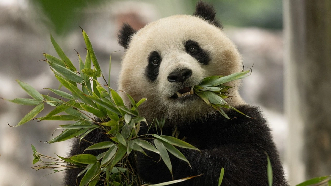 Çin’den ABD’ye iki yeni panda gönderiliyor