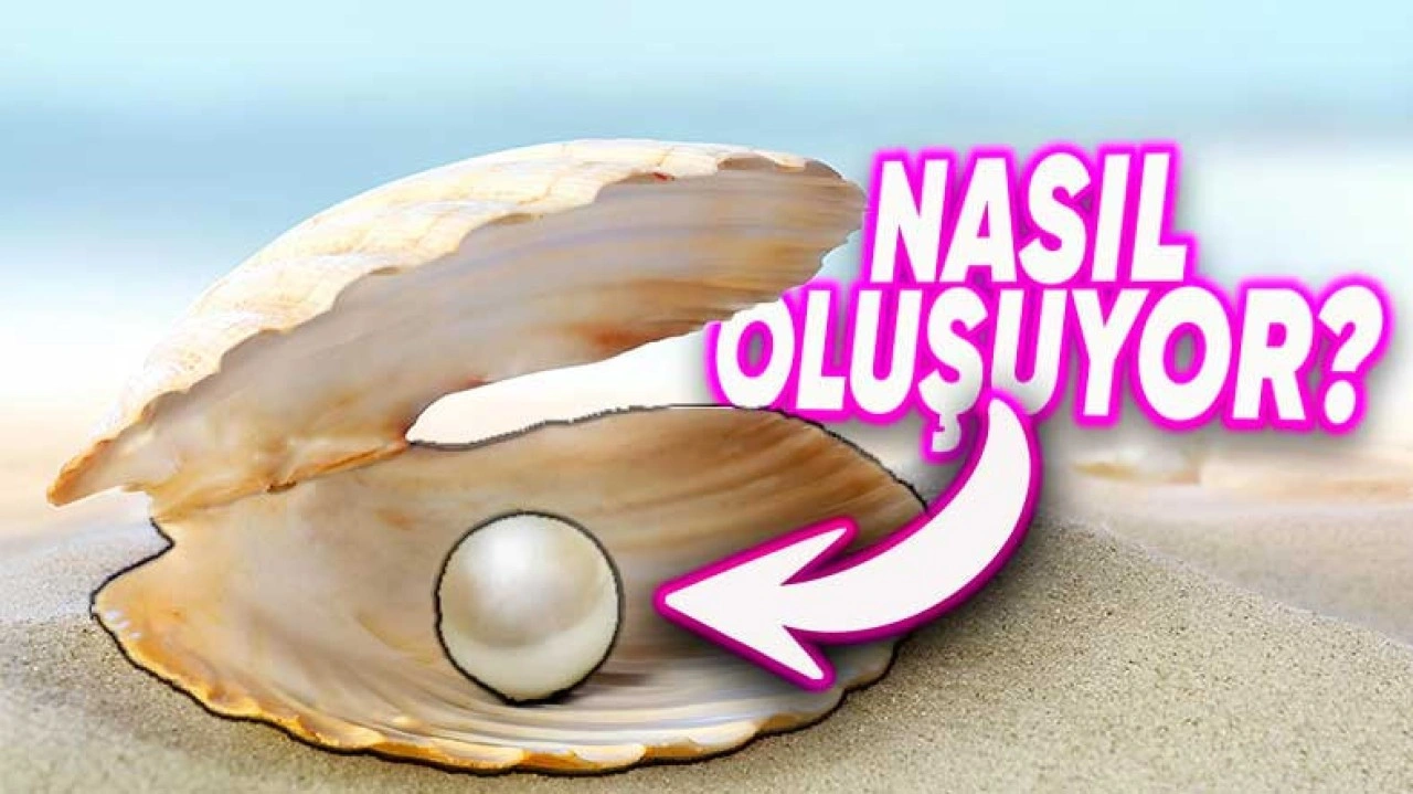 İnci Taneleri Nasıl Oluşuyor?