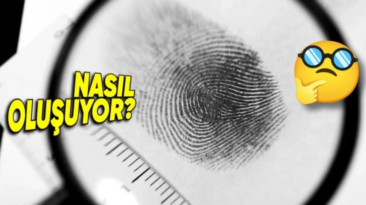 Kimsede Aynısına Rastlanmayan Parmak İzleri Nasıl Oluşuyor?