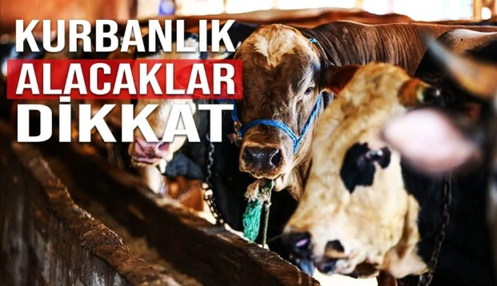 Kurbanlık alacaklara önemli uyarı