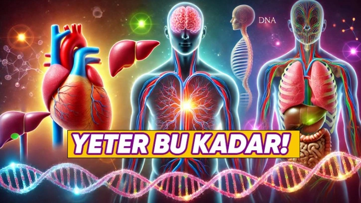 Organlarımız Doğru Boyutta Durmayı Nasıl Başarıyor?