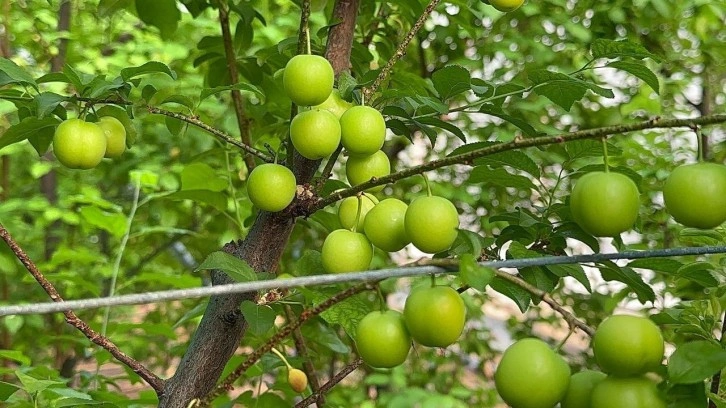 Sadece Arap şeyhleri yiyebiliyor. Eriğin kilosu çeyrek altınla yarışıyor!