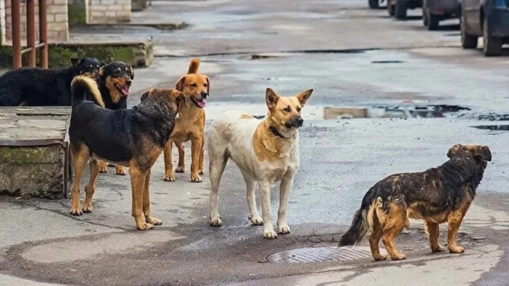 Sokak köpeklerine ilişkin teklif TBMM Başkanlığı'na sunuldu