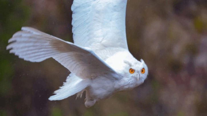 Tarihte İlk: Kısmî Albino Bir Kartal Baykuşu Keşfedildi