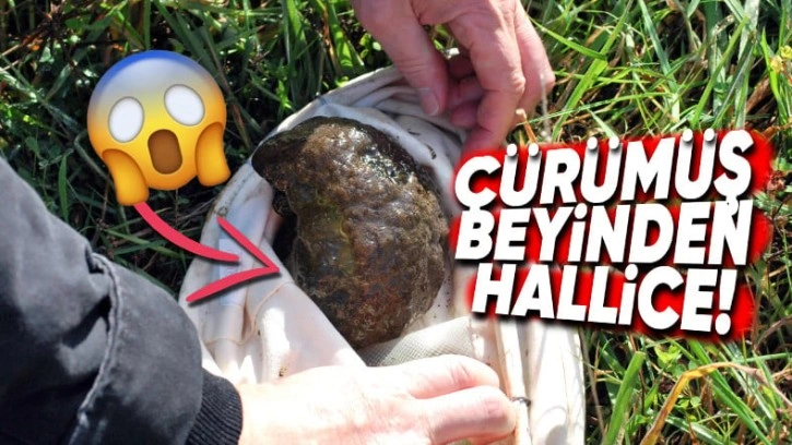 Uzaylı Yumurtasına Benzeyen "Bryozoan" Adlı Bu Yaratık Ne?