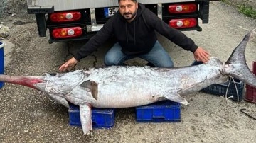 3 metre 150 kilo ağırlığında. Avladığı balık görenleri şaşkına çevirdi. Rekor fiyata satıldı