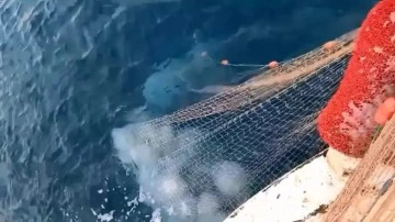 Akdeniz'de ağları yırtan denizanaları için uyarı