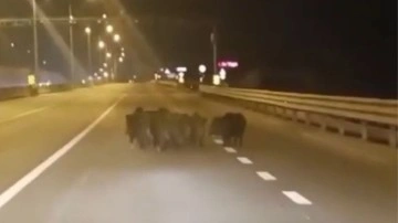 Bursa'da anayola çıkan domuzlar, sürücülere zor anlar yaşattı. O anlar kameraya böyle yansıdı