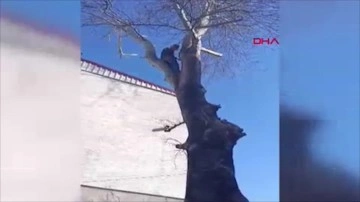 Bursa'da ilginç görüntü: Hırsızlık şüphelisi yakalanacağını anlayınca ağaca tırmandı