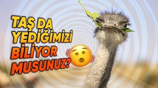 Deve Kuşlarının Neden Üç Midesi Var? Biri Yetmiyor mu?