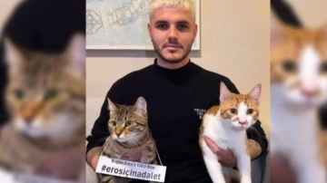 Galatasaray'ın yıldız ismi Icardi kedi 'Eros' için adalet istedi