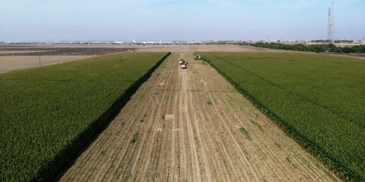 Gazimağusa’da arıtılan atık su ile hayvan yemi üretiliyor