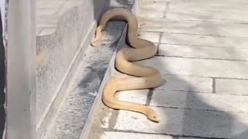 Görenler şaştı kaldı! Gaziosmanpaşa'da caddenin ortasında büyük bir yılan görüntülendi