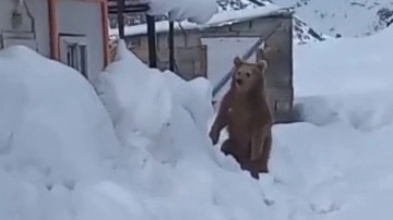 Görüntüler Hakkari'den: Kış uykusuna yatmayan ayı şantiyeye girip yiyecek aradı