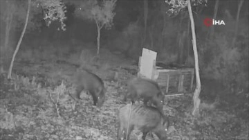 Görüntüler Hatay'dan: Arılıkta gezintiye çıkıp yiyecek arayan domuzlar kameraya böyle yansıdı