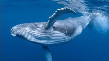 Heyecan verici buluş: Bilim insanları, balina şarkılarının gizemini çözdü