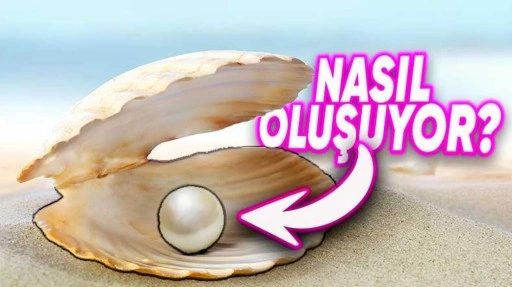 İnci Taneleri Nasıl Oluşuyor?