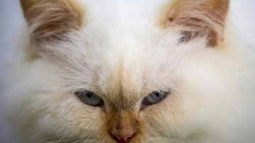 Japonya'da krom tankına düşen kedi aranıyor. Bölgede “Kediye dokunmayın” uyarısı yapıldı