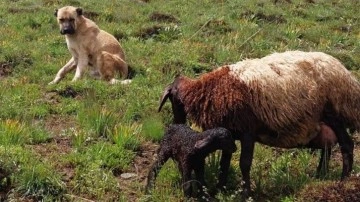 Kayıp sanılan çoban köpeği, yaylada doğum yapan koyunu korumuş