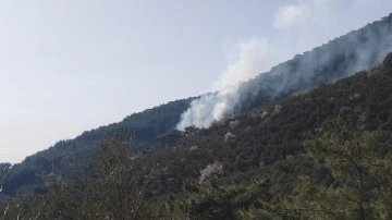 Kazdağları'nda orman yangını! Zeytin bahçesinde çıkan yangın ormanlık alana sıçradı