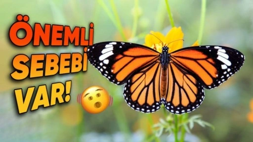 Kelebeklerin Kanatları Neden Bu Kadar Simetrik?