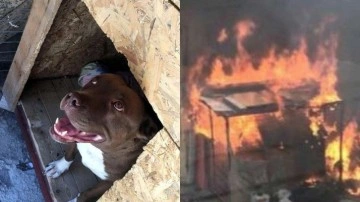 Köpek Şila'yı kulübesinde yakarak öldürmüştü. Yeniden yargılandı. Cezası belli oldu!