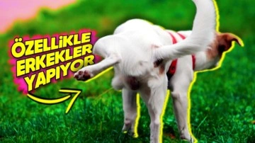 Köpekler Neden Bir Ayağını Kaldırarak Çiş Yapar?