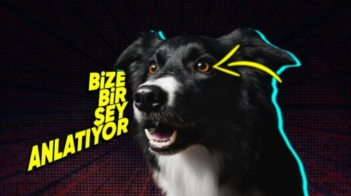 Köpeklerin Çoğunun Gözü Neden Kahverengi? Bizim Yüzümüzden!