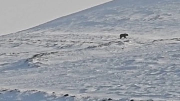 Nemrut'ta ayılar, kış uykusundan uyandı! O anlar kameraya böyle yansıdı