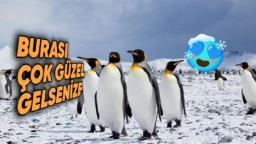 Penguenler Dondurucu Soğukta Nasıl Hayatta Kalıyor?