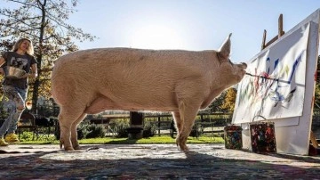 Ressam domuz 'Pigcasso'nun ölümü üzüntü yarattı