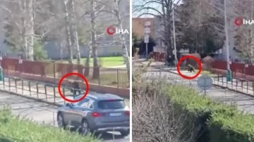 Slovakya’da ayı dehşeti kamerada! Kasabaya inen ayı sokakta gördüğü 2 kişiye böyle saldırdı