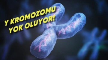 Y Kromozomunun Yok Oluşu: Erkeklerin Geleceği Tehlikede