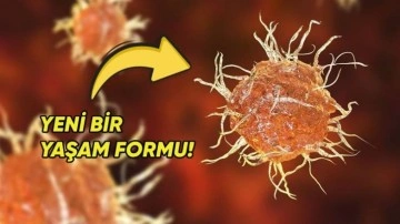 Yaşam ile Ölüm Arasında Kalmış Yeni Bir Yaşam Formu Keşfedildi